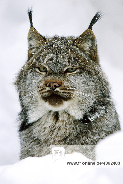 Lynx im Portrait Schnee Winter