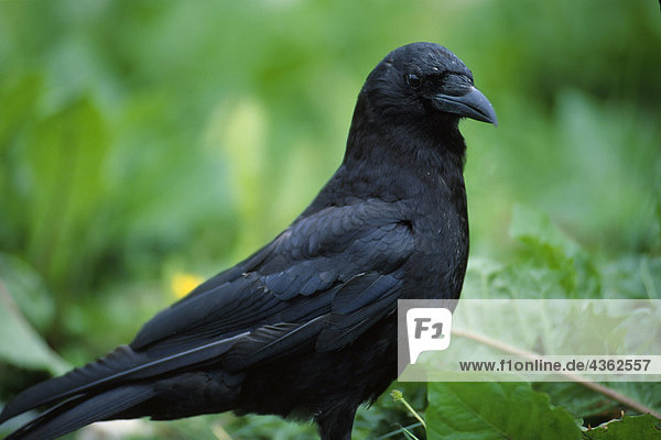 Close up of Raven Alaska USA