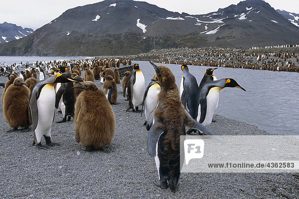 King Pinguinen entlang South Georgia Flussinsel antarktischen Sommer