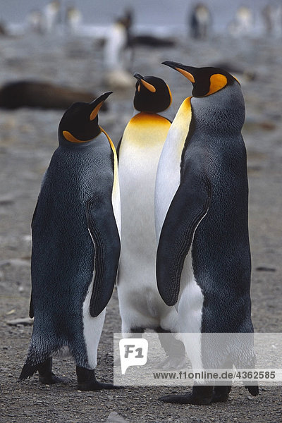 Closeup von drei King Pinguinen Interaktion zusammen Südgeorgien Insel antarktischen Sommer