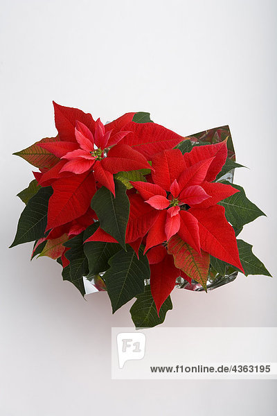 Poinsettia plant in vase on white background studio portrait from above
