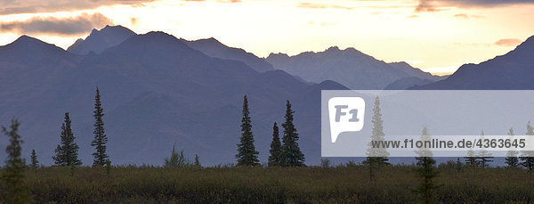 Sonnenuntergang über der Alaskakette in der Nähe von Mile 7 der Park-Straße im Denali-Nationalpark und Schutzgebiet  Alaska Interior  Sommer
