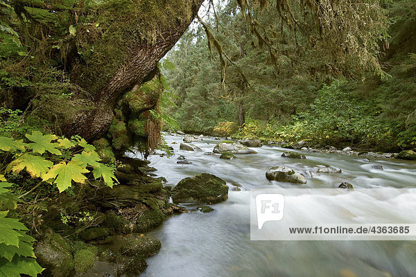 Kleinen Fluss  der durch die alten Wald im Tongass National Forest südöstlich  Alaska