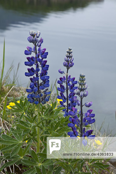 Lupine Blumen  Südwesten Alaskas  Sommer