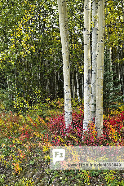 Colorful Ansicht von Aspen Baum-Stämme und Herbstlaub auf der Kenai-Pennensula in South Central Alaska
