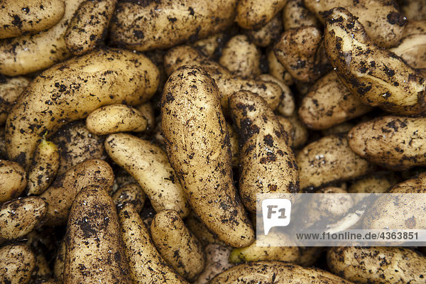Frische Close-up Pflanze Kartoffel selbst anbauen