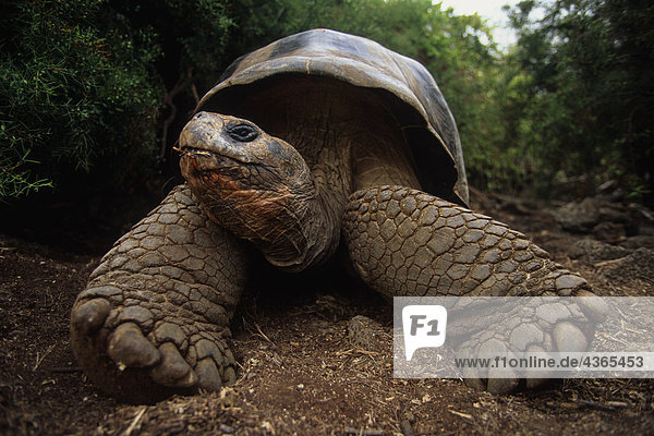 Closeup Giant Tortoise Darwin Forschungsstation Santa Cruz Insel Ecuadors