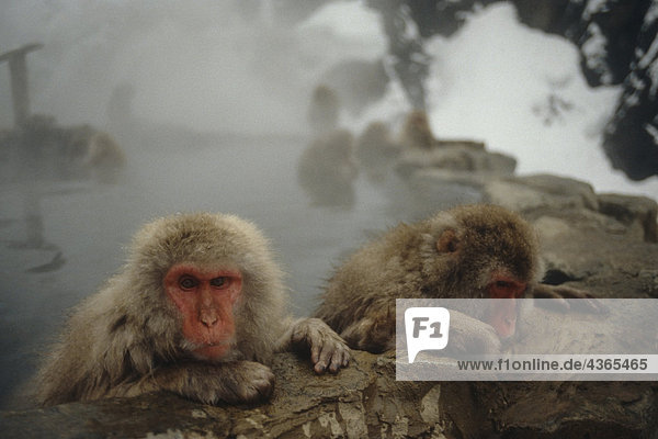 Schnee Affen in heißen Quellen Honshu Japan