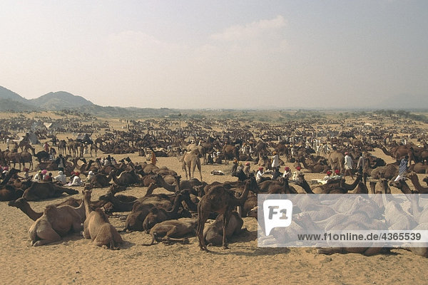 Pushkar Camel Handel Rajasthan Wüste Indien