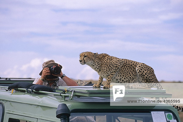 Mann Fotografieren Cheetah Fahrzeug Afrika
