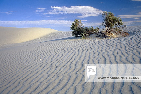 Bürste in der Mitte der Wind geblasen Sanddünen White Sand Dunes National Monument New Mexico USA