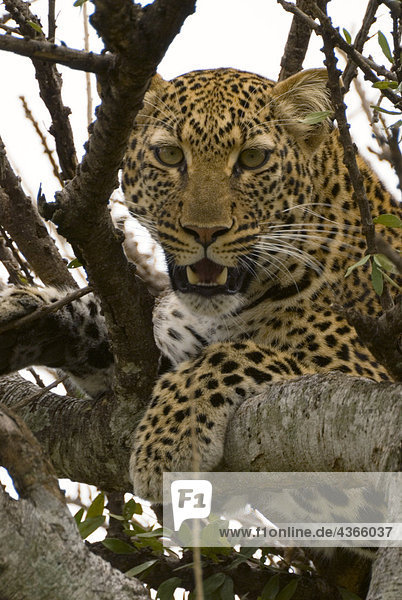 Leopard liegt im Baum in der Masai Mara National Reserve  Kenia.