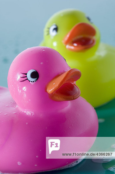 2 rubber ducks  close-up