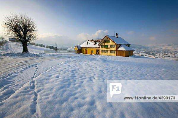 Steinegg  Schweiz  Kanton Appenzell  Innerrhoden  Haus  Bauernhaus  Baum  Schnee  Winter