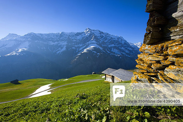 Camana  Schweiz  Europa  Kanton Graubünden  Safiental  Berge  Alp  Ställe  Schneerest  Frühling  Weg Kanton Graubünden