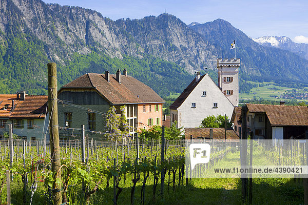 Malans  Switzerland  Europe  canton Graubunden  grisons  Bundner Herrschaft  village  houses  homes  vineyard  shoots  mountains
