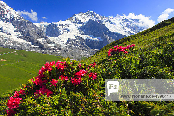 Alpen  Alpenflora  Alpenrose  Alpenrosen  Aussicht  Berg  Berge  Bergflora  Bergpanorama  Bern  Berner Oberland  Blume  Blumen