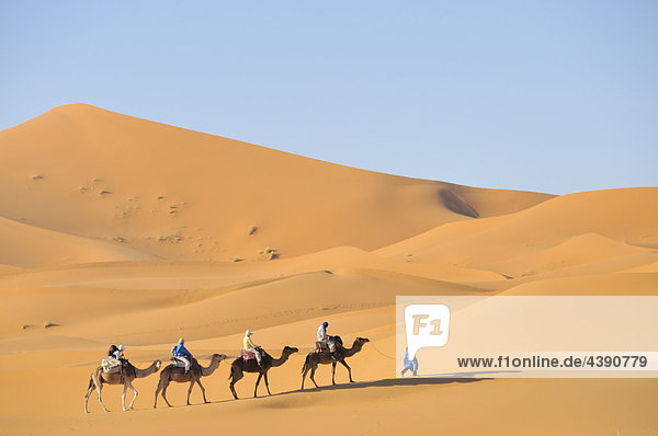 Africa  Morocco  Maghreb  North Africa  sand dunes  erg Chebbi  desert  dunes  Sahara  sand  nature  camel  dromedary  trekking  scenery