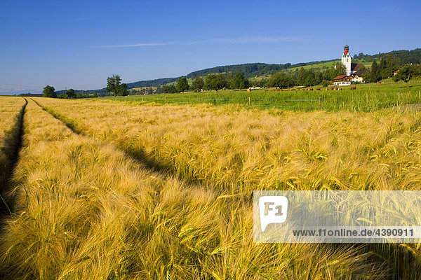 Beinwil  Switzerland  Europe  canton Aargau  village  houses  homes  church  grain-field  cornfield