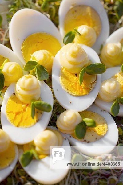 Hart gekochte Eier mit Mayonnaise auf Radieschen Sprossen