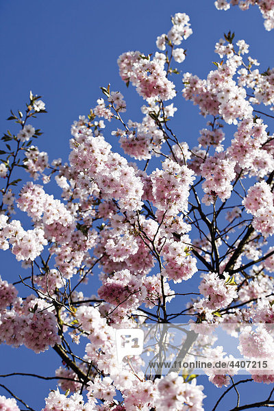 Germany  Japanese cherry tree