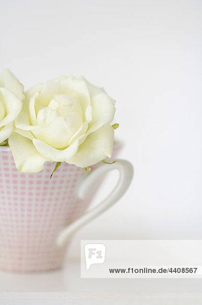 Blumenvase mit weißen Rosen auf weißem Hintergrund  Nahaufnahme