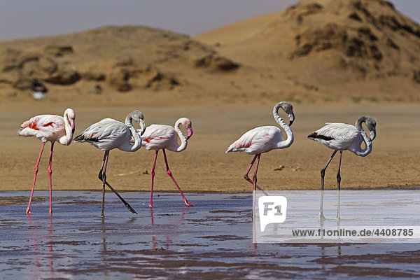 Afrika  Namibia  Namib Wüste  Atlantischer Ozean  Walfischbucht  Flamingoschwarm im Meer