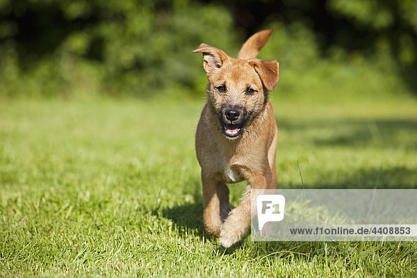 Deutschland  Bayern  Pfarrer Jack Russel Hund läuft auf Gras