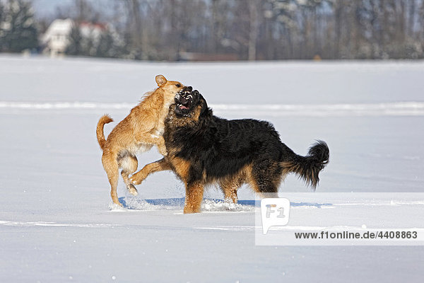 Deutschland  Bayern  Hunde kämpfen auf Schnee