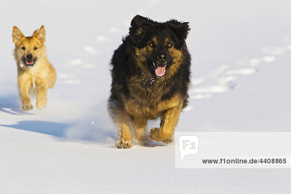 Germany  Bavaria  Dogs running in snow