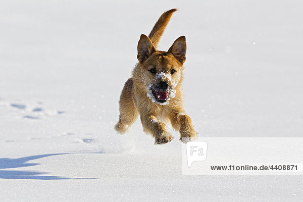 Deutschland  Bayern  Parson Jack russel dog running in snow