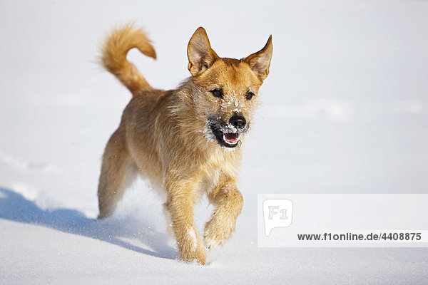 Deutschland  Bayern  Pfarrer Jack Russel Hund Spaziergang im Schnee