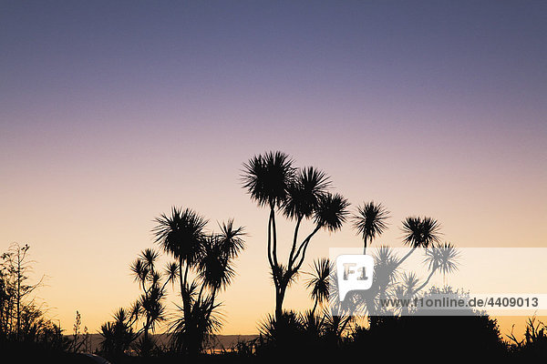 Neuseeland  Südinsel  Westküste  Kohlsilhouette bei Sonnenuntergang