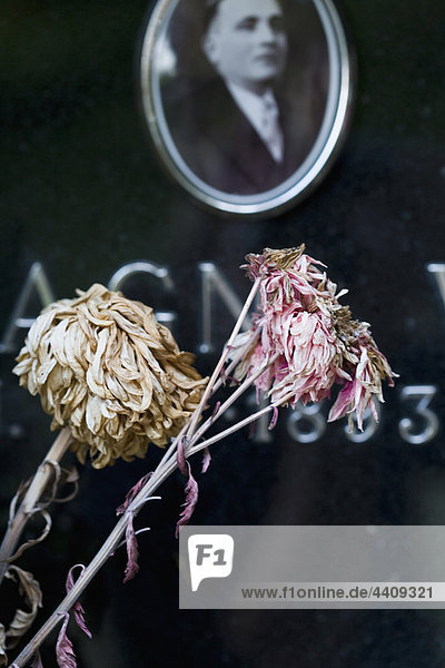 Italien  Cavoleto  Verwelkte Blumen auf Grabstein
