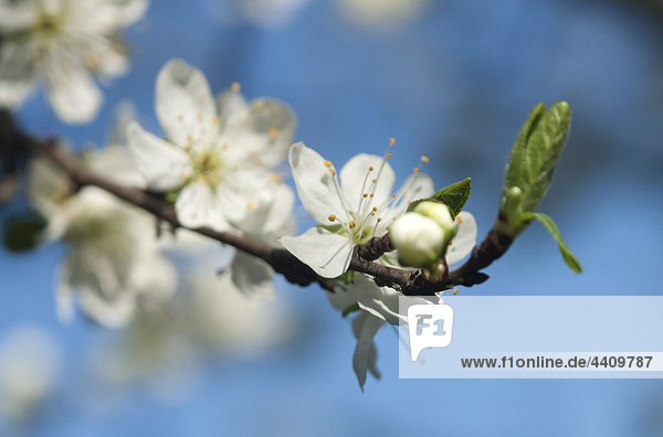 Apple blossom  close up