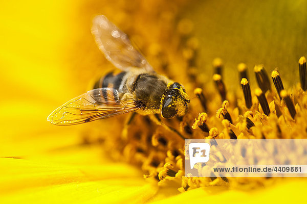 Biene sammelt Pollen von der Sonnenblume