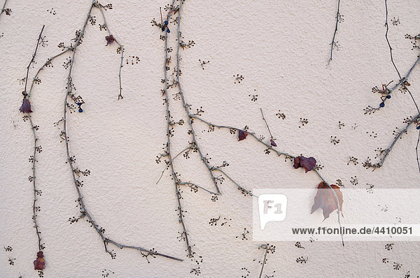 Germany  Munich  Grape vine growing on wall