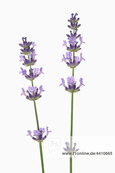 Lavender flower against white background  close-up