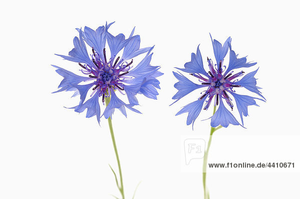 Nahaufnahme der Kornblume auf weißem Hintergrund