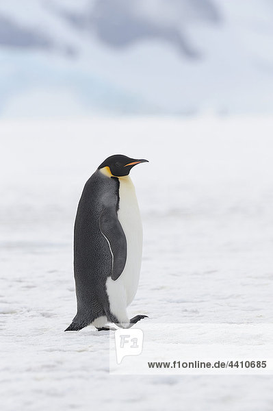 Antarktis  Blick auf den Kaiserpinguin auf Schnee