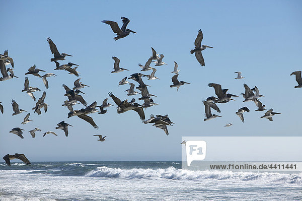 USA  Kalifornien  Big Sur  Pelikanschwarm über den Ozean fliegend
