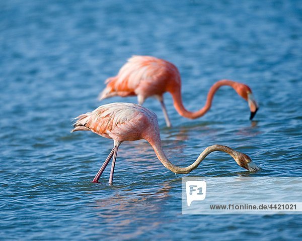 Zwei größere Flamingos Fütterung in Wasser