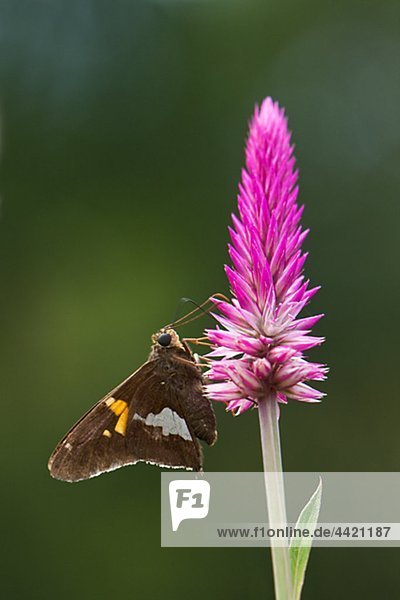 Schmetterling auf blütenstand Nahaufnahme