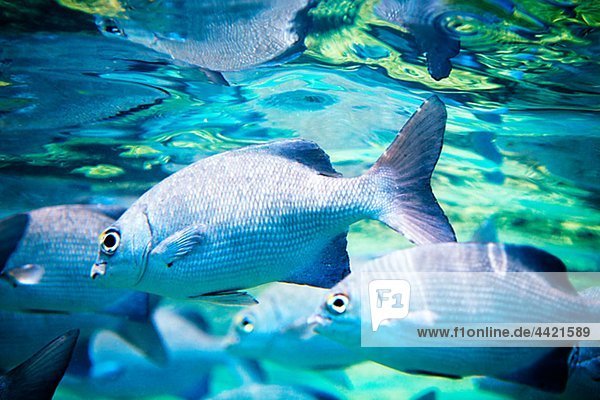 Unterwasseraufnahme Fisch Pisces schwimmen