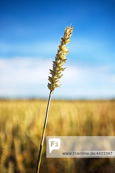 Nahaufnahme-Weizen