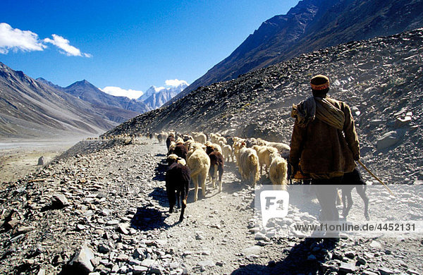 Shepherd leading his flock. Himalaya Mountains. India