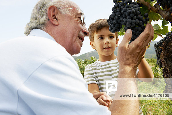 Großvater und Kind beim Betrachten der Trauben