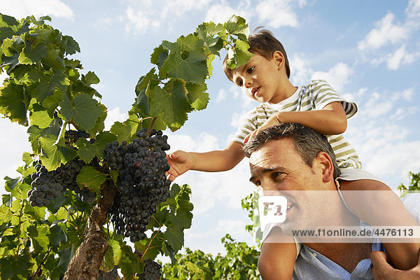Vater und Sohn beim Betrachten der Trauben
