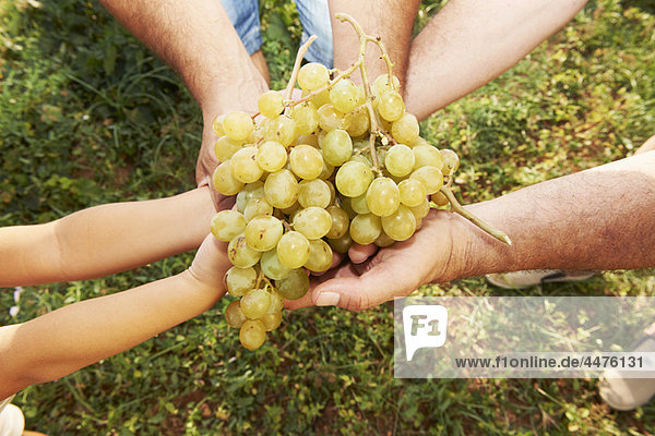 Familienbetrieb mit Weintrauben