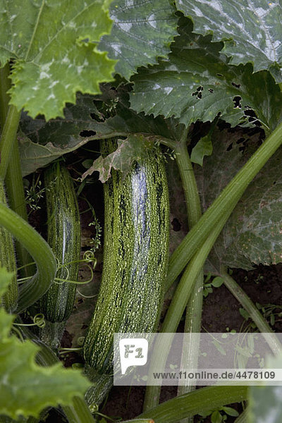 Detail einer Zucchinipflanze